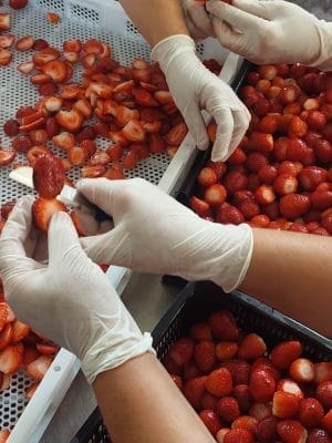 Yayla ürünü doğal çilek kurusu yayla ürünü yüksek aroma koruyucusuz katkısız ilave şeker içermez saricaova.org