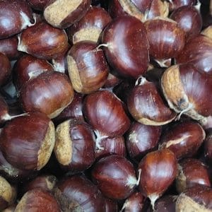 Meşhur aydın şekerci kestanesi yerli kestane