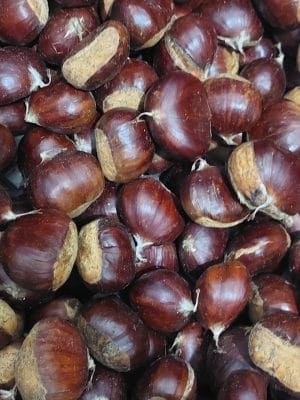 Meşhur aydın şekerci kestanesi yerli kestane