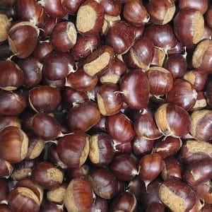 Meşhur aydın şekerci kestanesi yerli kestane