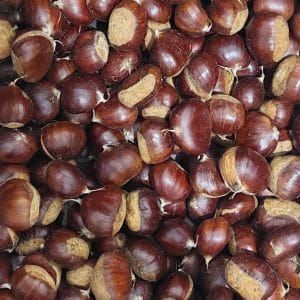 Meşhur aydın şekerci kestanesi yerli kestane