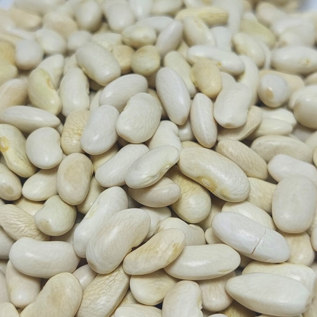 horoz fasulye